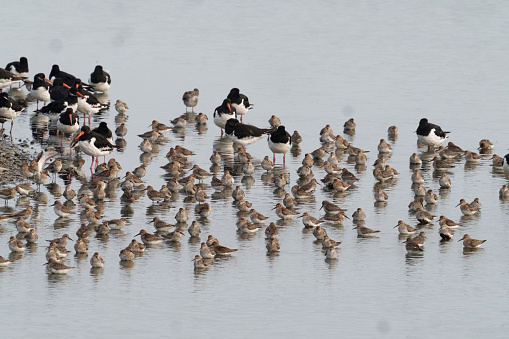 Dunlin, Calidris alpina, Group in water with other waders, Norfolk, September 2021