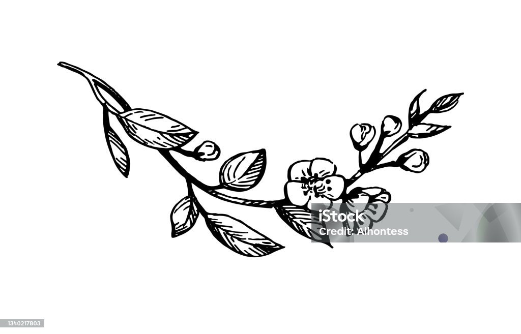 Ilustración de Rama De Cerezo En Flor y más Vectores Libres de Derechos de Flor - Flor, Grabado - Técnica de ilustración, Grabado - Objeto fabricado - iStock Ilustración de Rama De Cerezo En Flor y más Vectores Libres de Derechos de Flor - Flor, Grabado - Técnica de ilustración, Grabado - Objeto fabricado - iStock