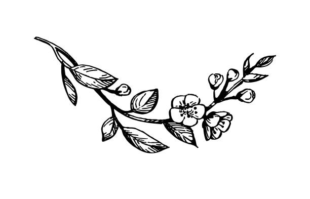 illustrazioni stock, clip art, cartoni animati e icone di tendenza di ramo di ciliegio in fiore. - spring may march blossom
