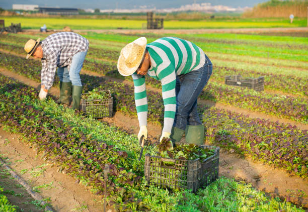 istock Latino worker peeling and collects mustard on  field in a box 1340217916