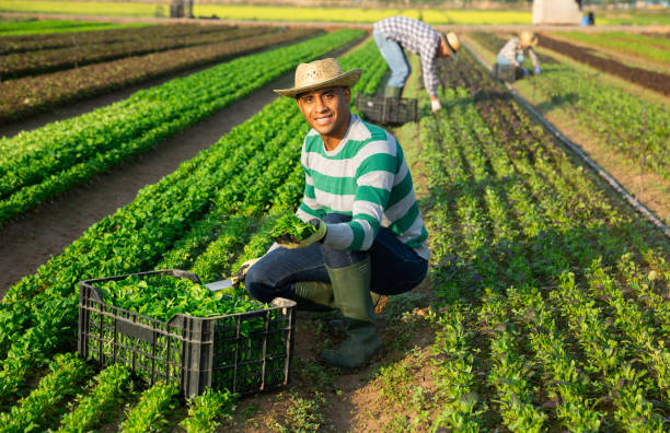 istock Man gardener picking harvest of canonigos leaf to crate and using knife 1340217925