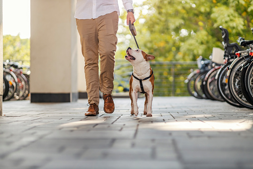 Cropped picture of a businessman going for a walk with his dog. Busy man taking his pet out.