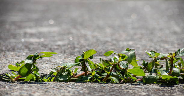 green plants sprouted in cracks in the concrete. Background on the theme of ecology