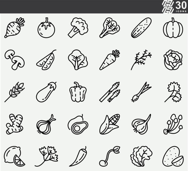 야채와 허브 라인 아이콘 - vegetable asparagus cauliflower legume stock illustrations
