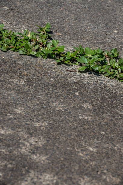 istock green plants sprouted in cracks in the concrete. Background on the theme of ecology 1340218880