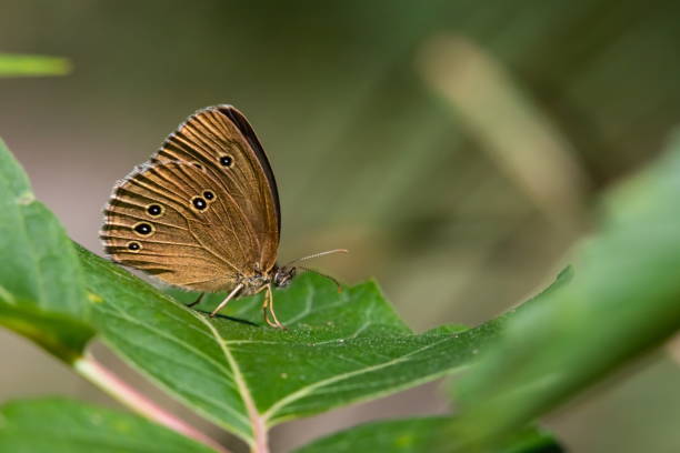 istock butterfly on a background of green grass in the summer day sunlight 1340219940