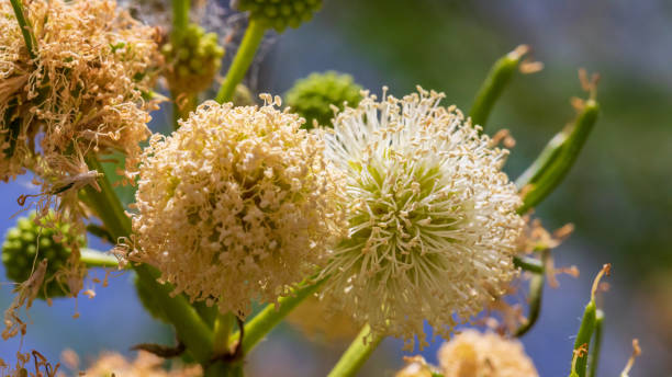 istock Anadenanthera colubrina 1340220513
