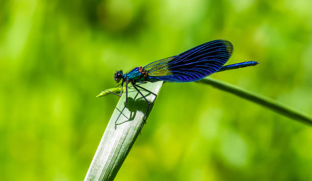istock dragonfly on a green leaf in summer near the river 1340222184