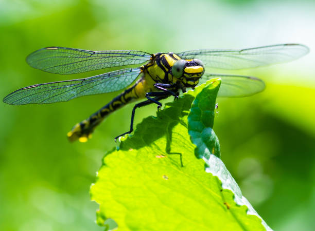 istock dragonfly on a green leaf in summer near the river 1340222291