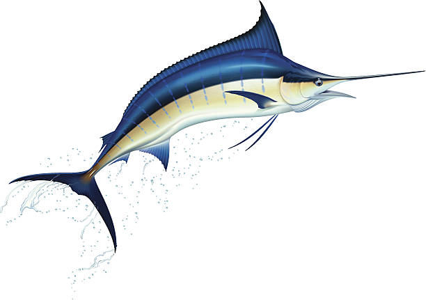 Blue marlin Jumping blue marlin. Realistic vector illustration. abhor stock illustrations