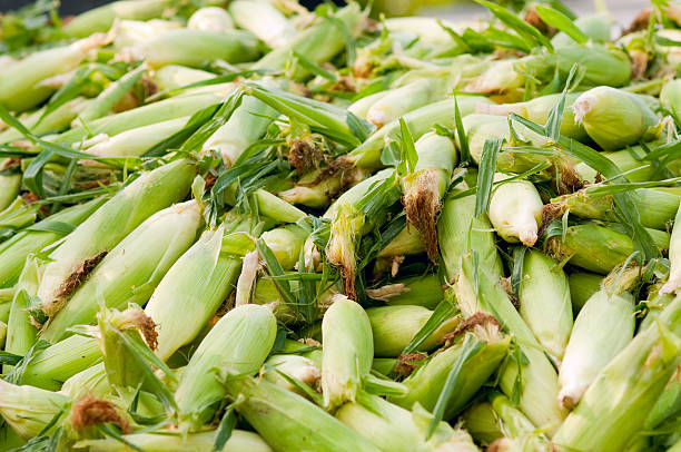 Pile of Sweet Corn stock photo