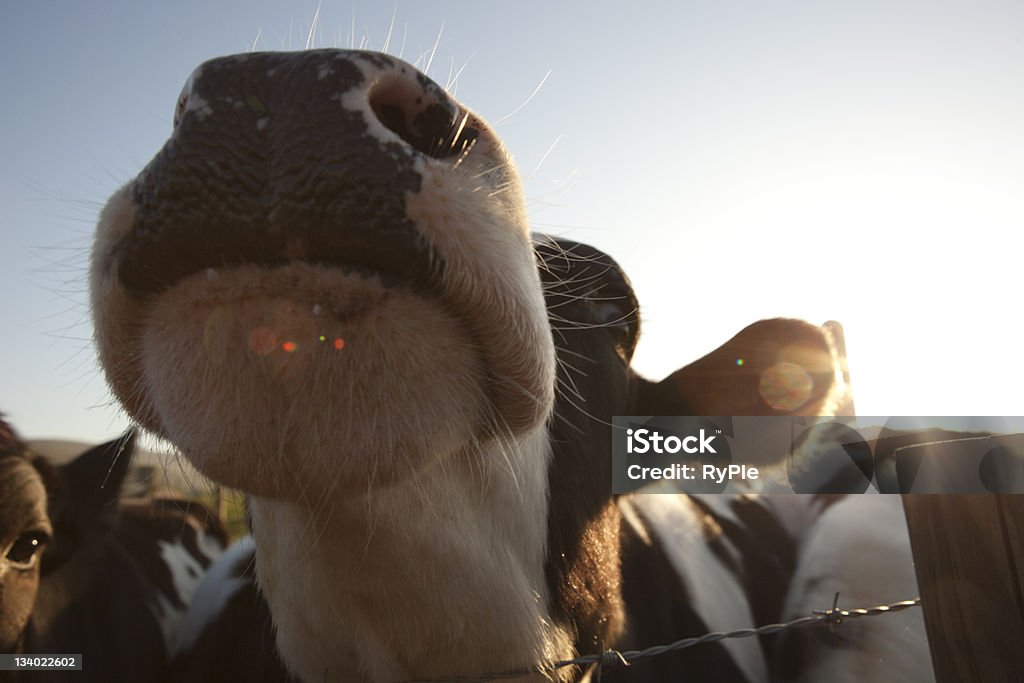 Cow Razzle Cows Muzzle Stock Photo - Download Image Now - Agriculture, Cow, Dairy ...