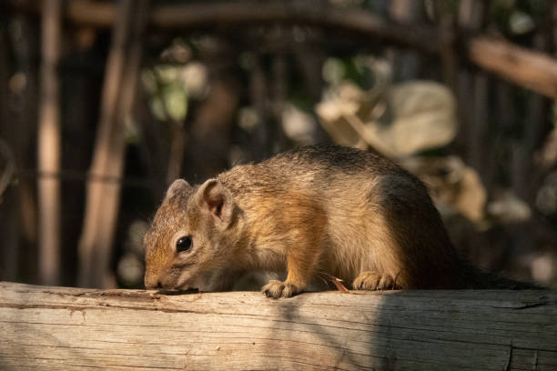 istock Side profile of a tree squirrel  on a branch in the shade. 1340226029