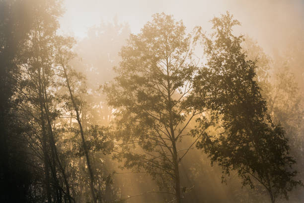 istock Sunlight hitting trees in a nature reserve on a misty morning 1340227259