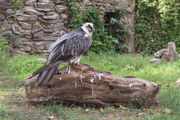 istock Eagle sitting on a large log in the park 1340227375