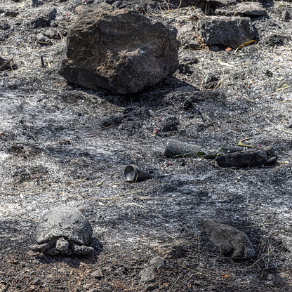 Tortoise that died during a forest fire in Marmaris resort, Turkey. August 2021.