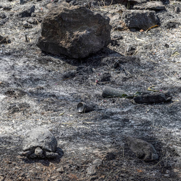 Tortoise that died during a forest fire in Marmaris resort, Turkey Tortoise that died during a forest fire in Marmaris resort, Turkey. August 2021. burned corpse stock pictures, royalty-free photos & images