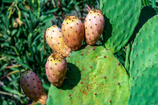Rip prickly pears (Opuntia ficus-barbarica) with yellow fruits in nature.