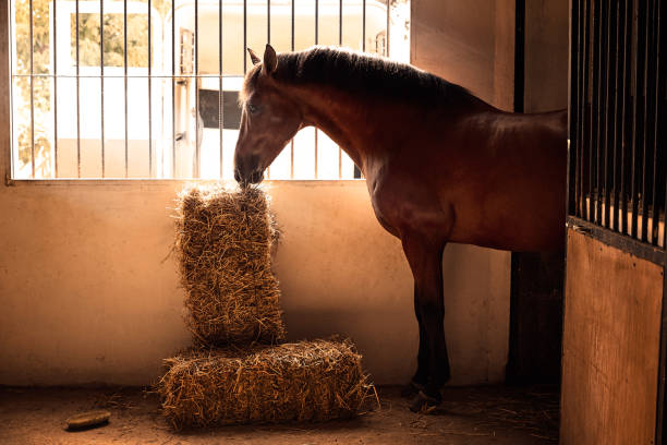 Brown horse at indoor stable eating from straw bale