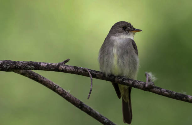 istock eastern wood pewee (Contopus virens) is a small tyrant flycatcher from North America 1340229318