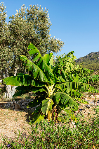 One banana tree in agricultural field.