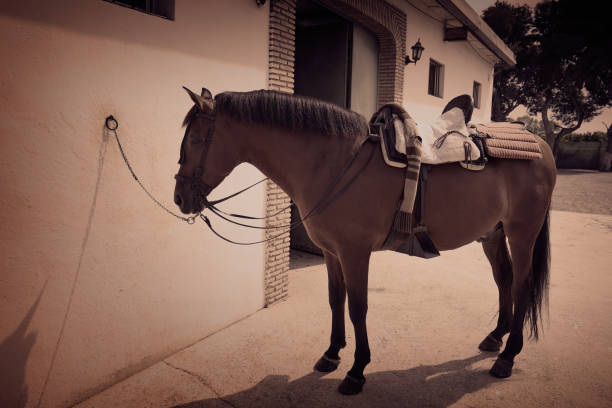 istock Brown horse bound to wall with leather saddle 1340229594