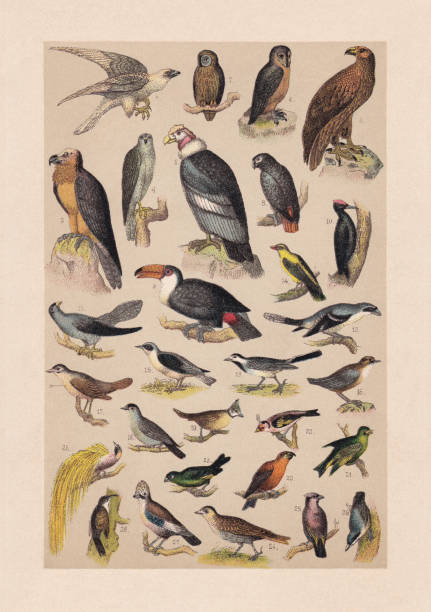 illustrations, cliparts, dessins animés et icônes de oiseaux, chromolithographie, publié en 1889 - tarins