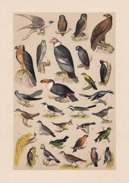 Birds, chromolithograph, published in 1889 Birds: 1) Andean condor (Vultur gryphus); 2) Bearded vulture (Gypaetus barbatus); 3) White-tailed eagle (Haliaeetus albicilla); 4) Northern goshawk (Accipiter gentilis); 5) Gyrfalcon (Falco rusticolus); 6) Barn owl (Tyto alba); 7)  Tawny owl (Strix aluco); 8) Grey parrot (Psittacus erithacus); 9) Toco toucan (Ramphastos toco); 10) Black woodpecker (Dryocopus martius); 11) Common cuckoo (Cuculus canorus); 12) Great grey shrike (Lanius excubitor); 13) White wagtail (Motacilla alba); 14) Eurasian golden oriole (Oriolus oriolus); 15) Wheatear (Oenanthe oenanthe); 16) White-throated dipper (Cinclus cinclus); 17) Nightingale (Luscinia megarhynchos); 18) Eurasian blackcap (Sylvia atricapilla); 19) European crested tit (Lophophanes cristatus); 20) Red crossbill (Loxia curvirostra); 21) Eurasian siskin (Spinus spinus); 22) European goldfinch (Carduelis carduelis); 23) European greenfinch (Chloris chloris); 24) Eurasian skylark (Alauda arvensis); 25) Bohemian waxwing (Bombycilla garrulus); 26) Greater bird-of-paradise (Paradisaea apoda); 27) Eurasian jay (Garrulus glandarius); 28) Eurasian treecreeper (Certhia familiaris); 29) Eurasian nuthatch (Sitta europaea). Chromolithograph, published in 1889. alauda arvensis stock illustrations