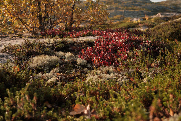istock Russian tundra in spring, sunny weather 1340230611