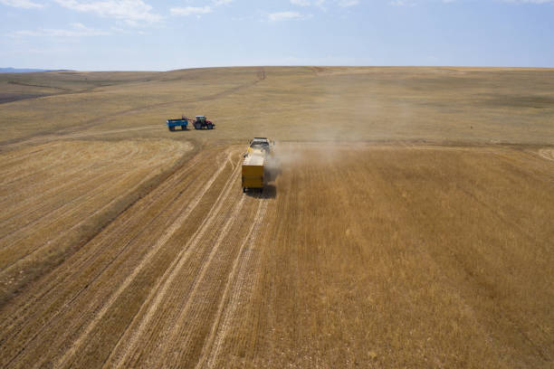 Kırşehir, Turkey - July 24, 2021: Unidentified Turkish people who is farm worker wearing traditional clothes in steppe with a small tractor in kırşehir turkey. They are harvesting the lentil on field in summer time.