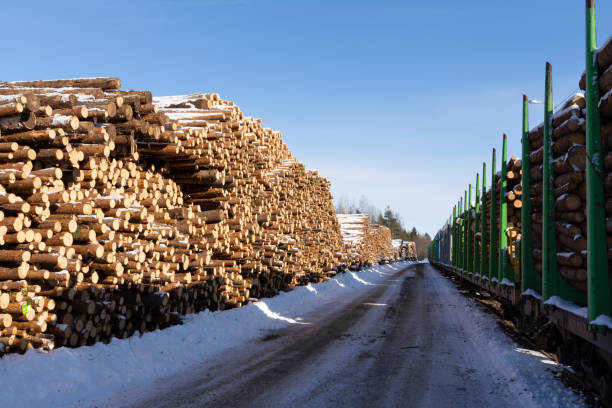 log spruce trunks pile. sawn trees from the forest. logging timber wood industry. cut trees along a road prepared for transport. - logging road imagens e fotografias de stock