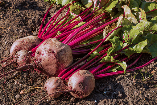 Fresh beets dug out of the soil. Harvesting concept.