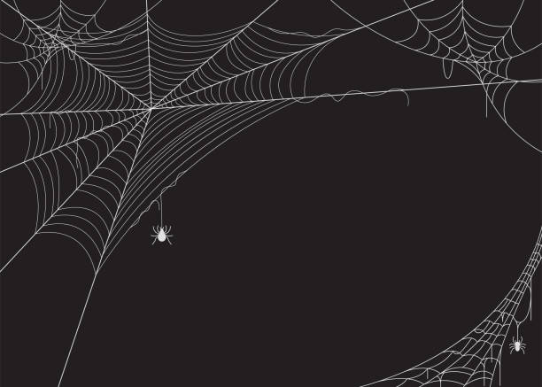 Spider web vector illustration Spider web vector illustration spider web stock illustrations