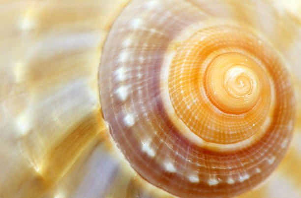 Conch Macro on the shell of a marine mollusk. collection clam stock pictures, royalty-free photos & images