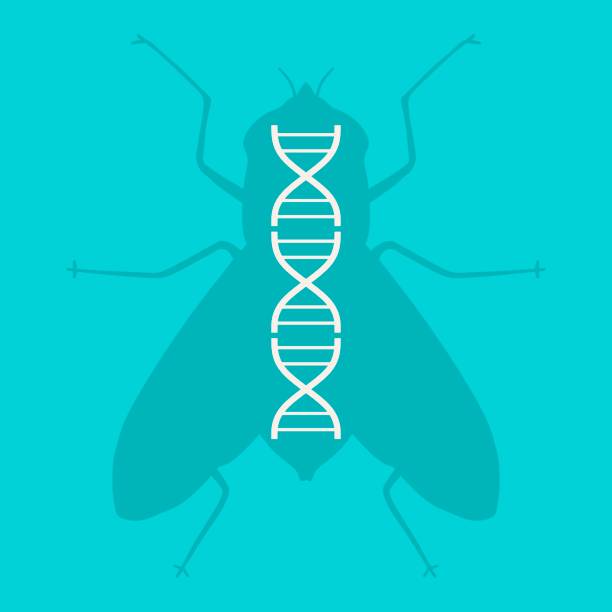 silhouette der fliege mit abstraktem dna-symbol - genetic modification science research illness stock-grafiken, -clipart, -cartoons und -symbole