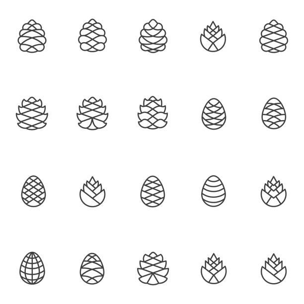 Pine cone vector set Pine cone vector set pinecone stock illustrations