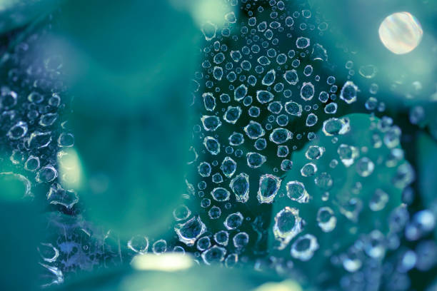 Autumn in Britain, and dew glistens on a spider's web.