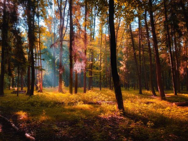 istock morning in the autumn forest 1340233395