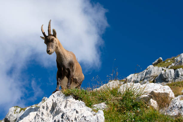 istock Ibex at Cima di Terrarossa (Friuli Venezia Giulia) 1340233771