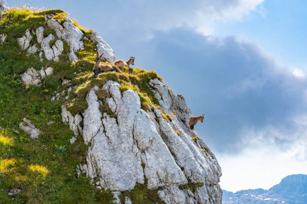 istock Group of ibexes at Cime di Terrarossa (Friuli Venezia Giulia) 1340233785