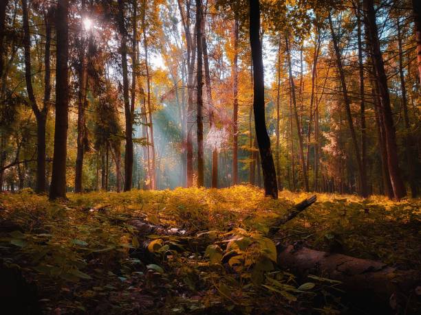 istock morning in the autumn forest 1340233893