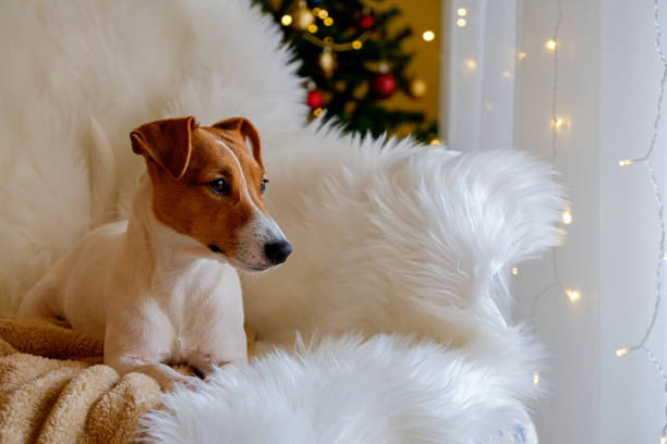 istock Cute doggy by the christmas tree 1340234959