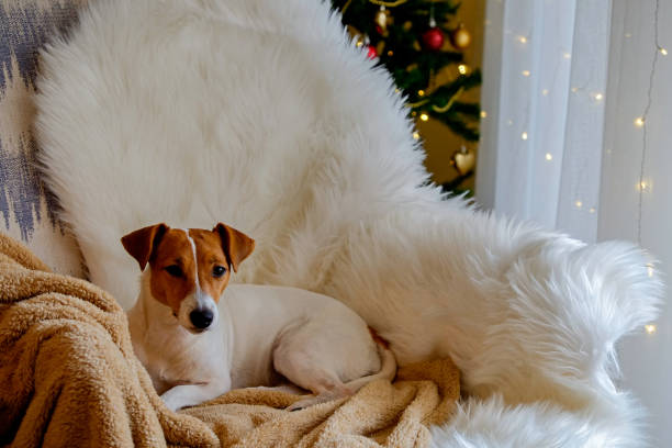 istock Cute doggy by the christmas tree 1340235027