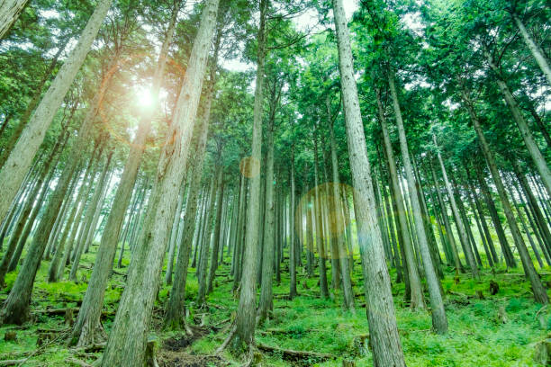 Fresh cedar forest with beautiful fresh green fresh green