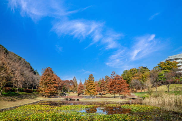 istock Autumn maple leaves, Japanese nature scene 1340235841