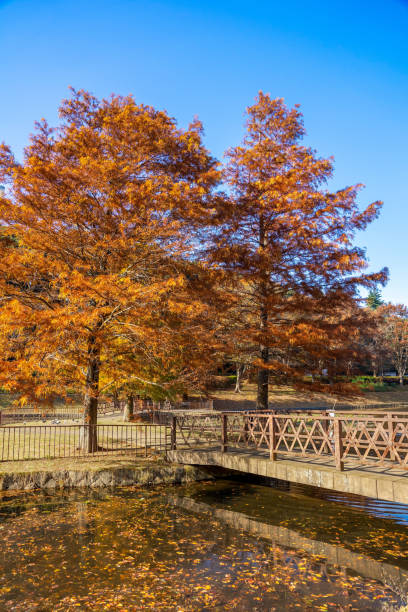 istock Autumn maple leaves, Japanese nature scene 1340235844