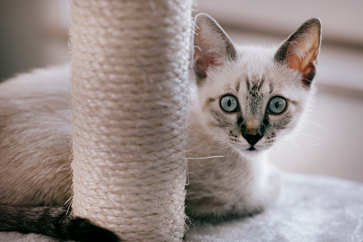 Portrait of a white cat in a room and looking at camera, resting next to the cat scratching post