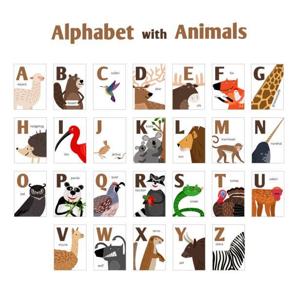 Cute vector design cards with letters for kids Alphabet with wild Animals. Cute vector design cards with letters for kids. african ground squirrel stock illustrations