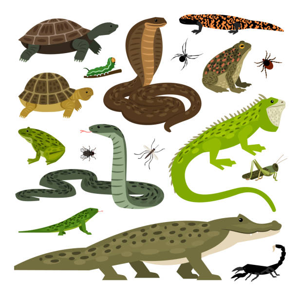 ilustrações de stock, clip art, desenhos animados e ícones de set of collection of cute wild animals and insects - reptile