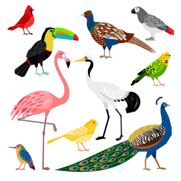 Beautiful set of cute wild exotic birds Wonderful set consisting of nice colored birds toucan white background stock illustrations
